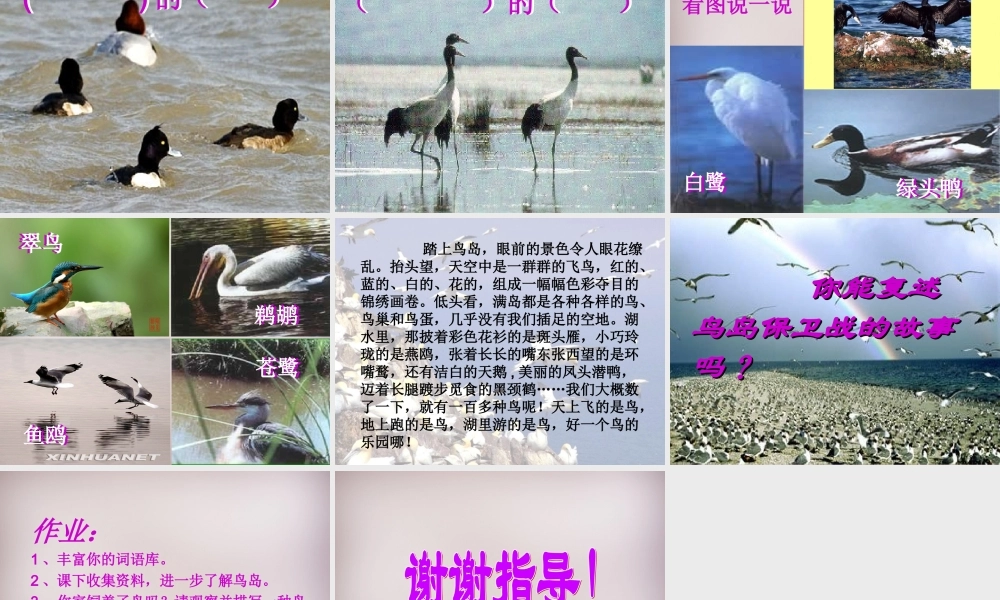 四年级语文上册《神奇的鸟岛》课件3 语文A版-语文A版小学四年级上册语文课件