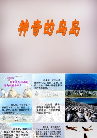 四年级语文上册《神奇的鸟岛》课件3 语文A版-语文A版小学四年级上册语文课件