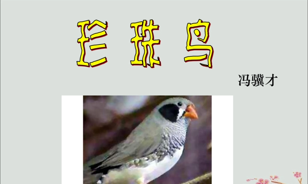 四年级语文上册 第六单元 21 珍珠鸟教学课件 苏教版-苏教版小学四年级上册语文课件