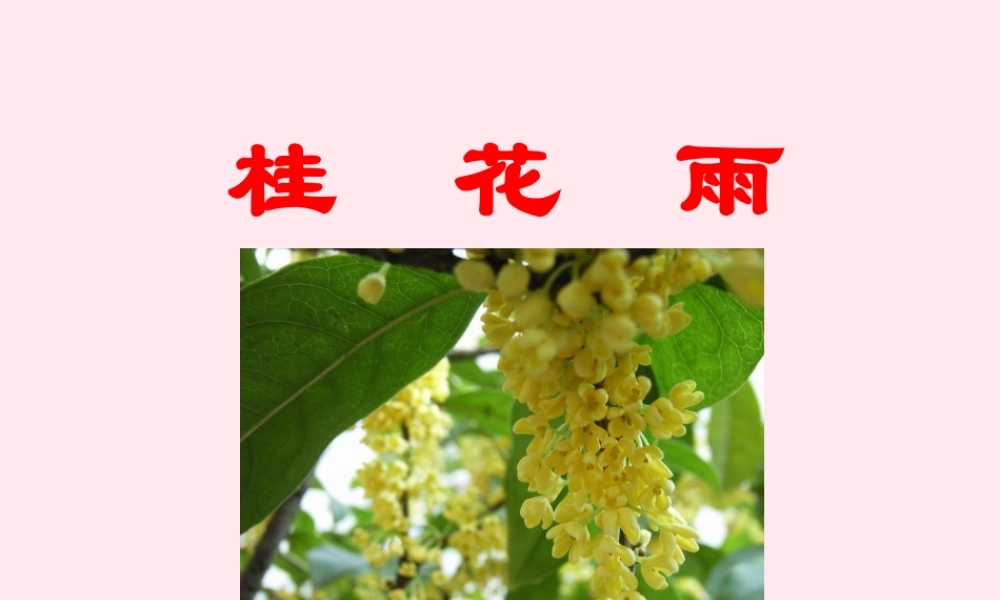 四年级语文上册 第六单元 21《古诗词三首》桂花雨培优课件 鲁教版-鲁教版小学四年级上册语文课件