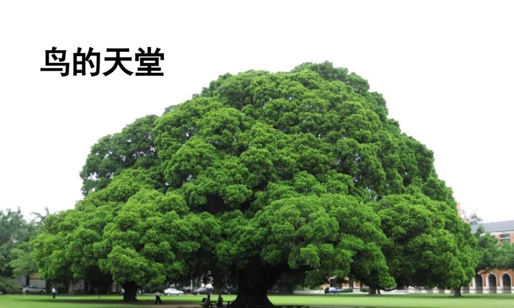 四年级语文下册 第7单元 25《鸟的天堂》课件4 语文S版-语文S版小学四年级下册语文课件