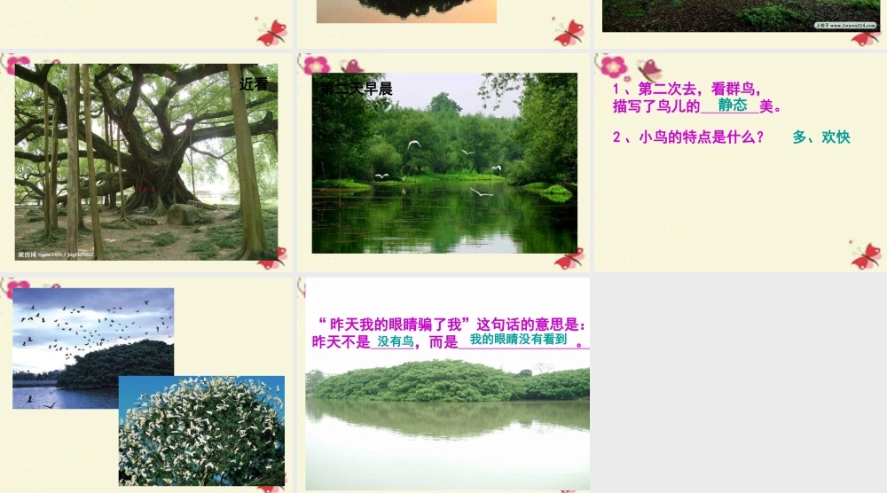 四年级语文下册 第7单元 25《鸟的天堂》课件4 语文S版-语文S版小学四年级下册语文课件