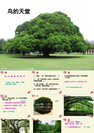 四年级语文下册 第7单元 25《鸟的天堂》课件4 语文S版-语文S版小学四年级下册语文课件