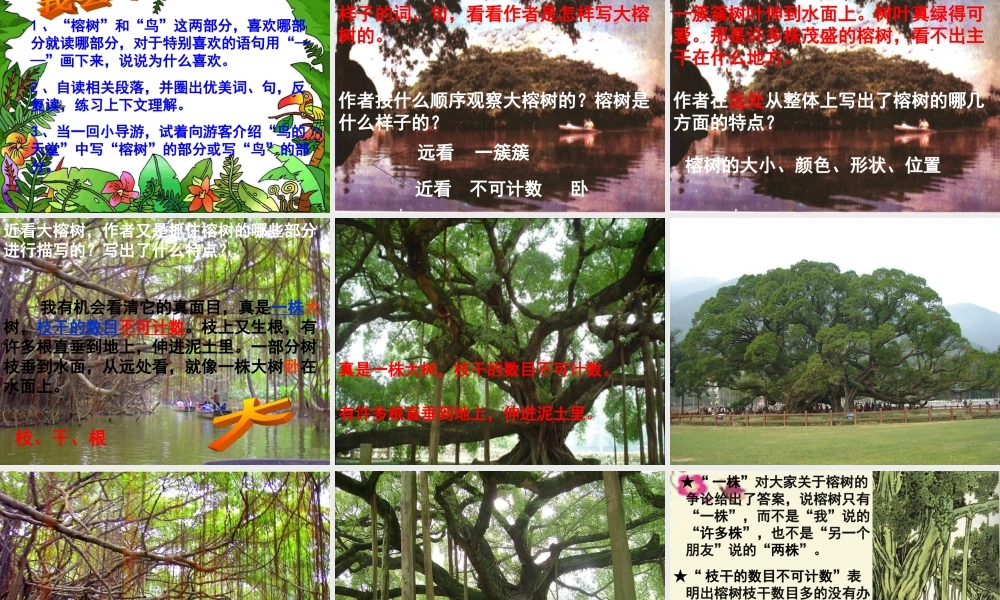 四年级语文下册 第7单元 25《鸟的天堂》课件8 语文S版-语文S版小学四年级下册语文课件