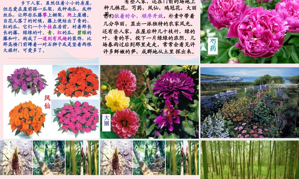 四年级语文下册 第六单元 20《乡下人家》课堂教学课件1 新人教版-新人教版小学四年级下册语文课件