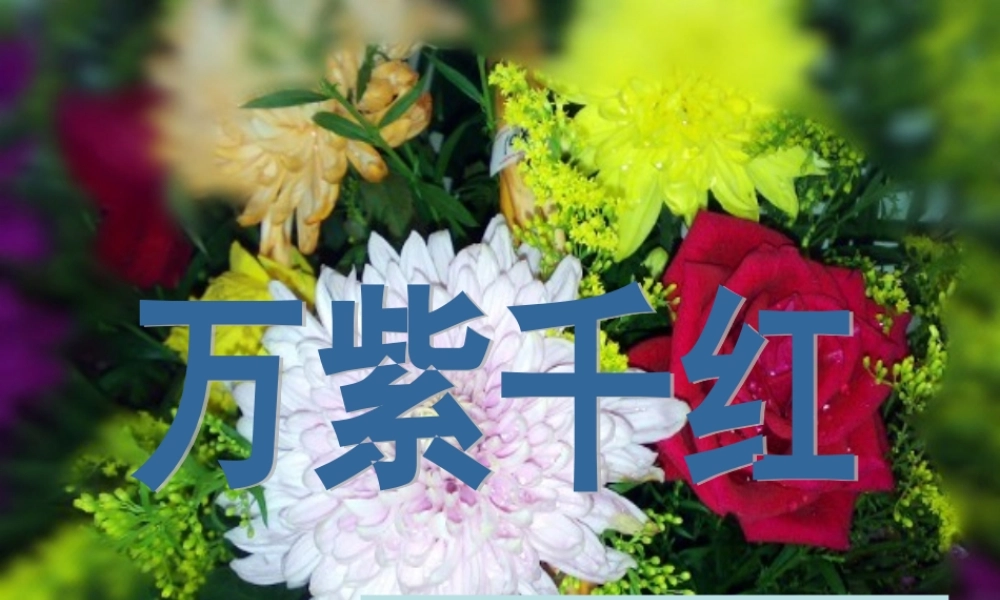 四年级语文上册《万紫千红》课件  教科版-教科版小学四年级上册语文课件
