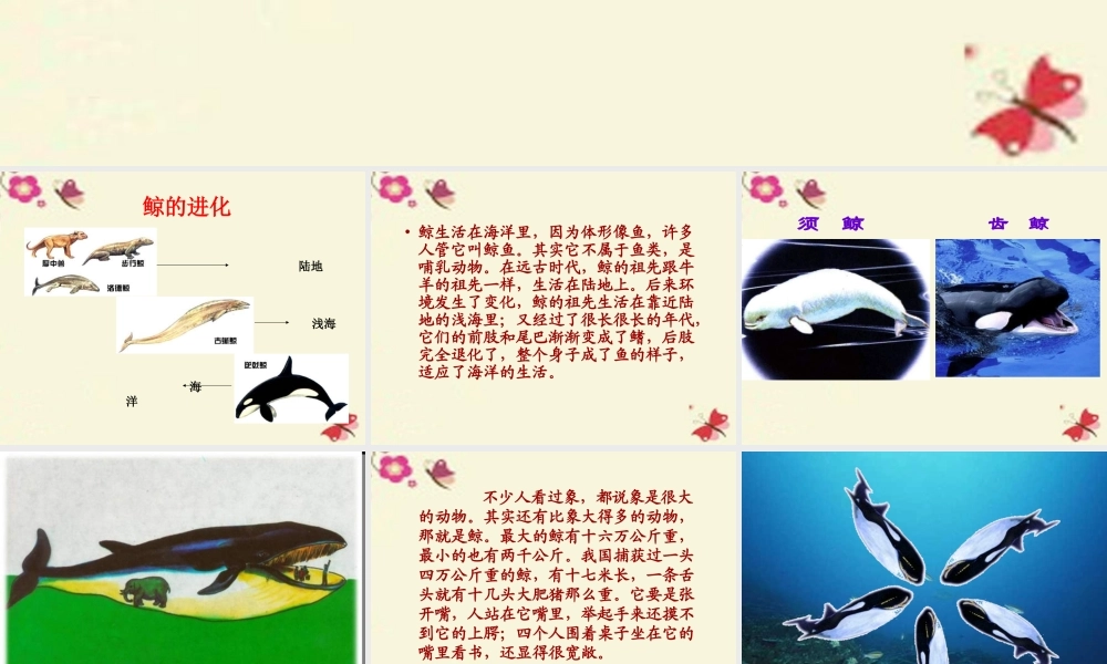 四年级语文下册 第7单元 26《鲸》课件1 语文S版-语文S版小学四年级下册语文课件