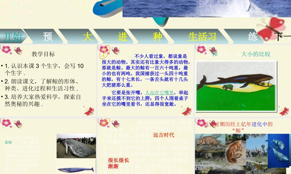 四年级语文下册 第7单元 26《鲸》课件2 语文S版-语文S版小学四年级下册语文课件