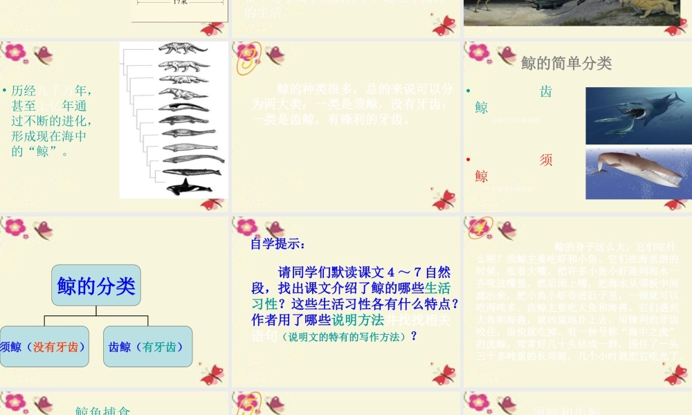 四年级语文下册 第7单元 26《鲸》课件2 语文S版-语文S版小学四年级下册语文课件