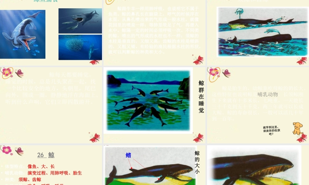 四年级语文下册 第7单元 26《鲸》课件2 语文S版-语文S版小学四年级下册语文课件