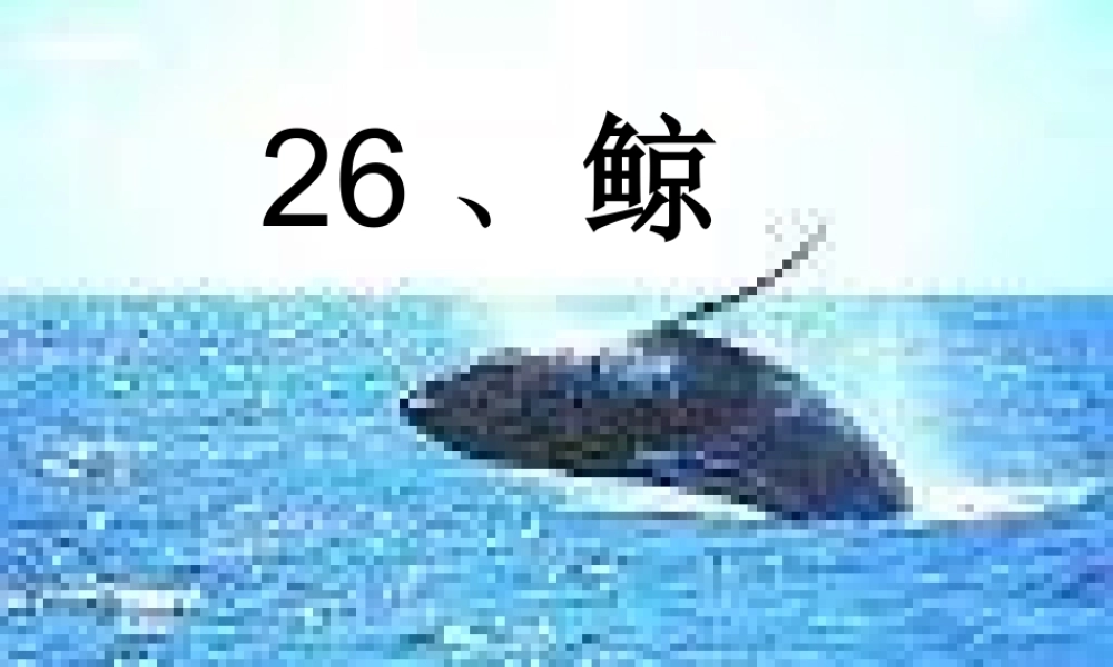 四年级语文下册 第7单元 26《鲸》课件3 语文S版-语文S版小学四年级下册语文课件