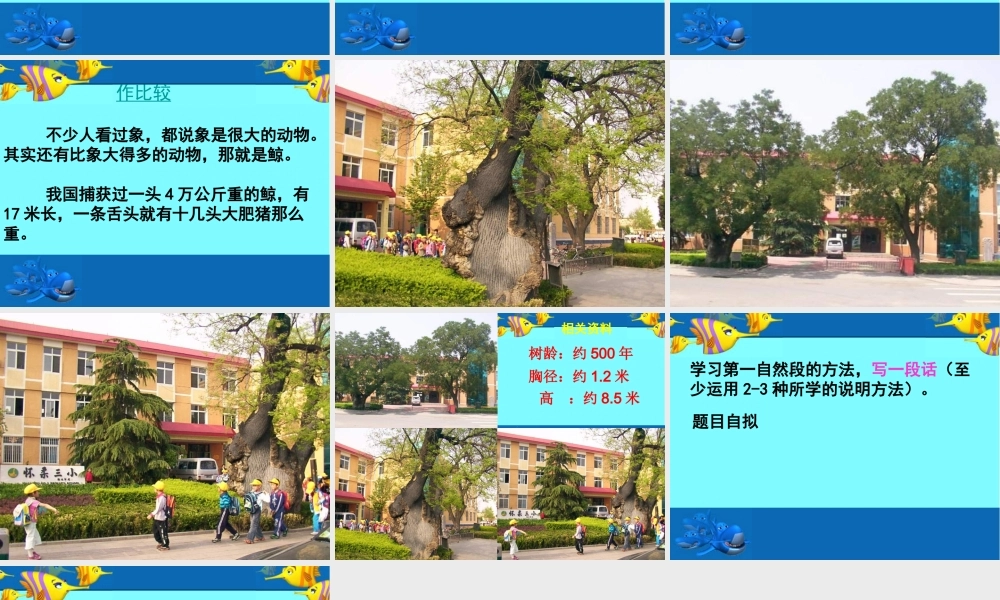 四年级语文下册 第7单元 26《鲸》课件3 语文S版-语文S版小学四年级下册语文课件