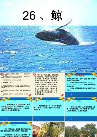 四年级语文下册 第7单元 26《鲸》课件3 语文S版-语文S版小学四年级下册语文课件