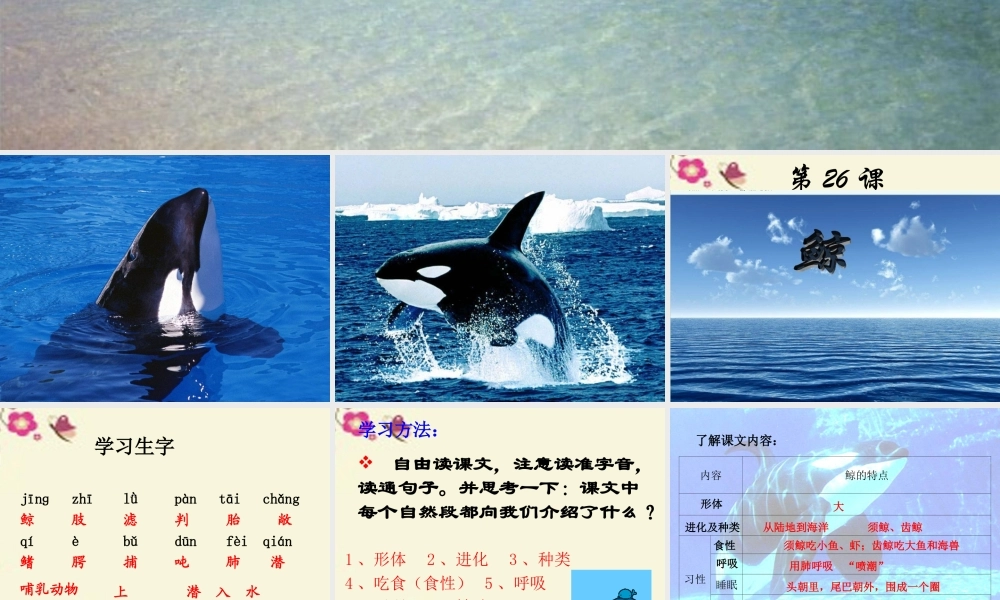 四年级语文下册 第7单元 26《鲸》课件4 语文S版-语文S版小学四年级下册语文课件