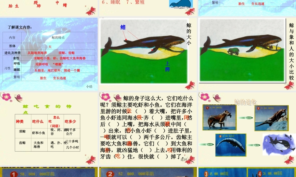 四年级语文下册 第7单元 26《鲸》课件4 语文S版-语文S版小学四年级下册语文课件