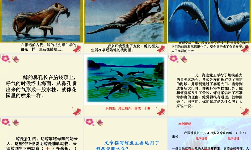 四年级语文下册 第7单元 26《鲸》课件4 语文S版-语文S版小学四年级下册语文课件