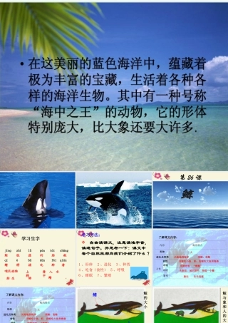 四年级语文下册 第7单元 26《鲸》课件4 语文S版-语文S版小学四年级下册语文课件