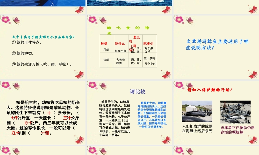 四年级语文下册 第7单元 26《鲸》课件5 语文S版-语文S版小学四年级下册语文课件