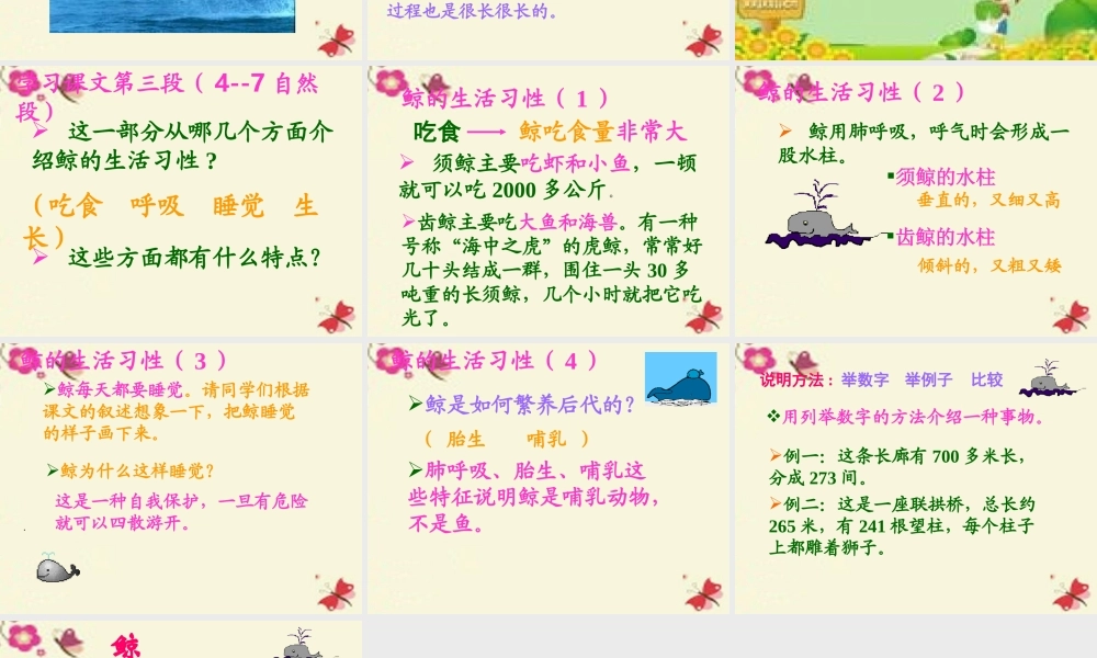 四年级语文下册 第7单元 26《鲸》课件6 语文S版-语文S版小学四年级下册语文课件