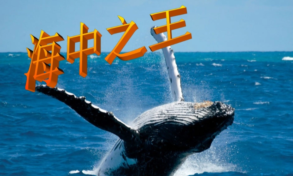 四年级语文下册 第7单元 26《鲸》课件7 语文S版-语文S版小学四年级下册语文课件