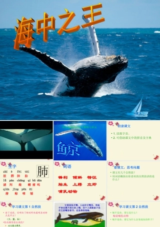 四年级语文下册 第7单元 26《鲸》课件7 语文S版-语文S版小学四年级下册语文课件