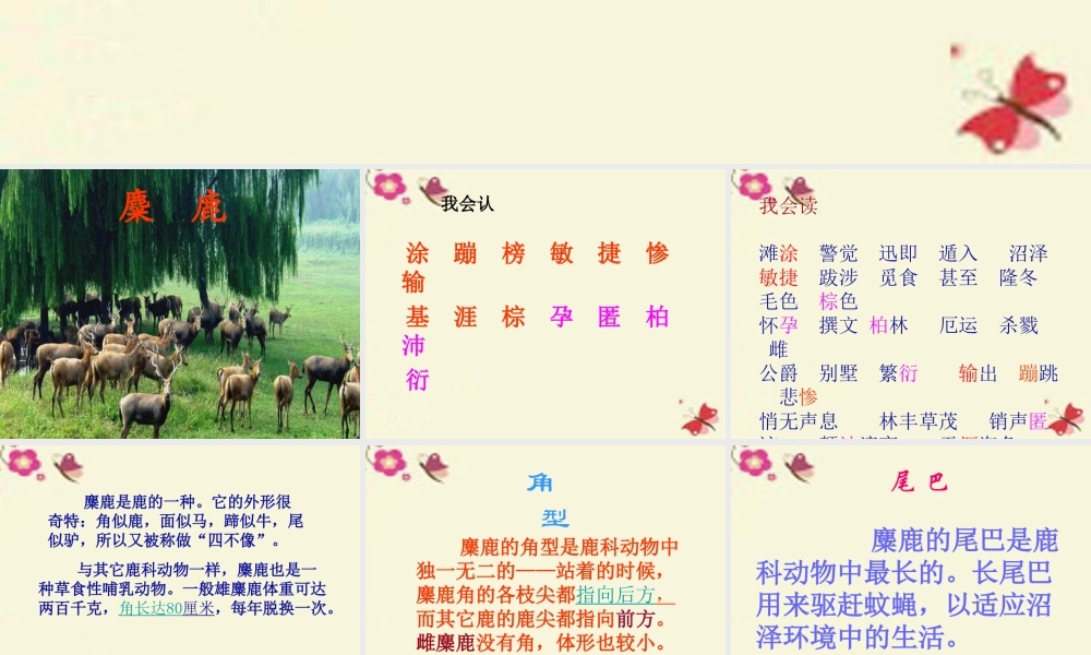 四年级语文下册 第7单元 27《麋鹿》课件1 语文S版-语文S版小学四年级下册语文课件