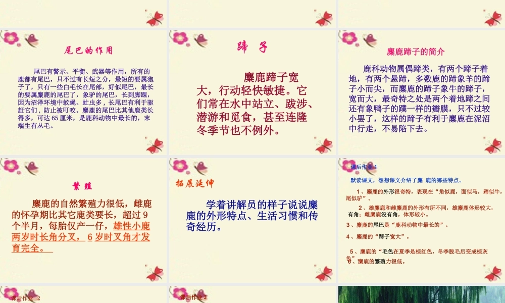 四年级语文下册 第7单元 27《麋鹿》课件1 语文S版-语文S版小学四年级下册语文课件