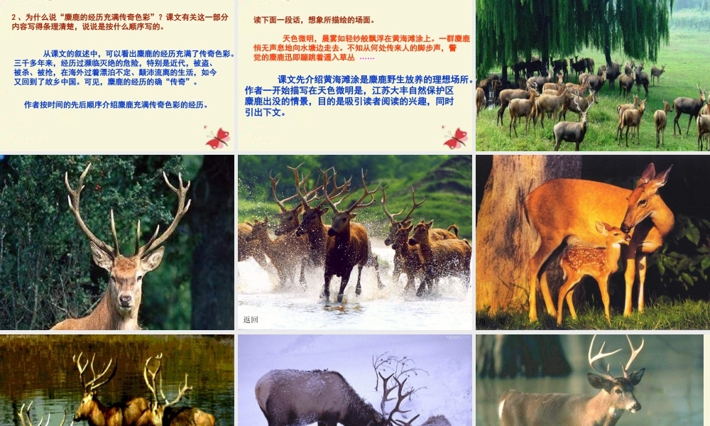 四年级语文下册 第7单元 27《麋鹿》课件1 语文S版-语文S版小学四年级下册语文课件