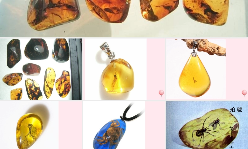 四年级语文上册 第五单元 24《琥珀》精品同步课件 冀教版-冀教版小学四年级上册语文课件