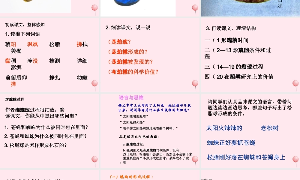 四年级语文上册 第五单元 24《琥珀》精品同步课件 冀教版-冀教版小学四年级上册语文课件