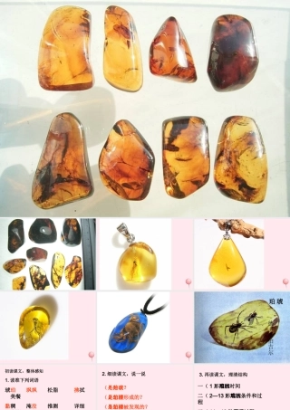 四年级语文上册 第五单元 24《琥珀》精品同步课件 冀教版-冀教版小学四年级上册语文课件