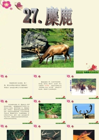 四年级语文下册 第7单元 27《麋鹿》课件3 语文S版-语文S版小学四年级下册语文课件