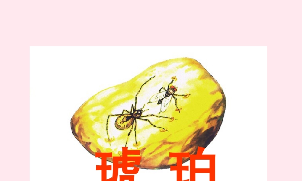 四年级语文上册 第五单元 24《琥珀》同步精品课件 冀教版-冀教版小学四年级上册语文课件
