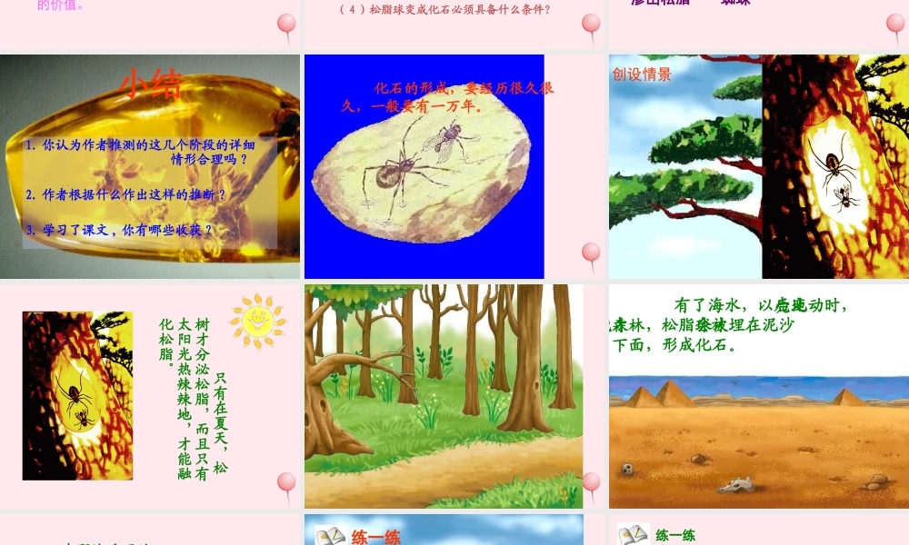 四年级语文上册 第五单元 24《琥珀》同步精品课件 冀教版-冀教版小学四年级上册语文课件