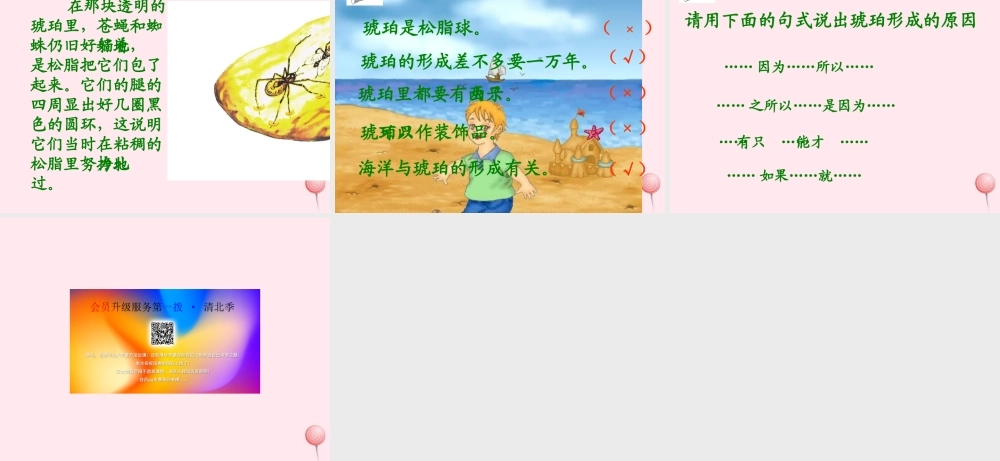 四年级语文上册 第五单元 24《琥珀》同步精品课件 冀教版-冀教版小学四年级上册语文课件