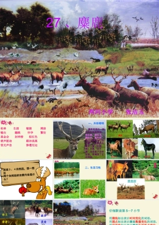 四年级语文下册 第7单元 27《麋鹿》课件4 语文S版-语文S版小学四年级下册语文课件