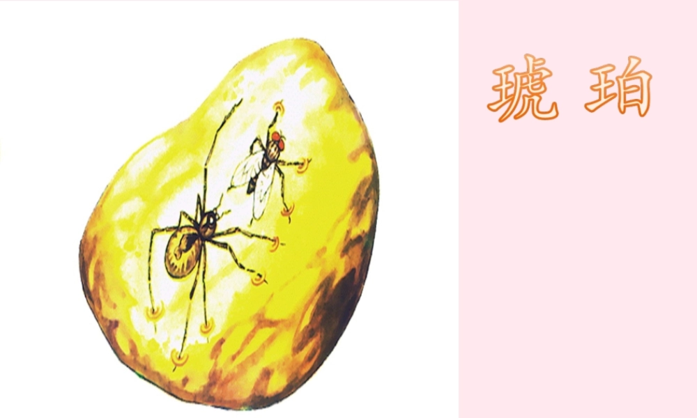 四年级语文上册 第五单元 24《琥珀》优培课件 冀教版-冀教版小学四年级上册语文课件