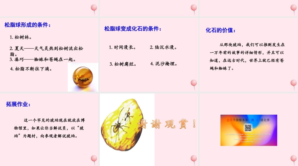 四年级语文上册 第五单元 24《琥珀》优培课件 冀教版-冀教版小学四年级上册语文课件