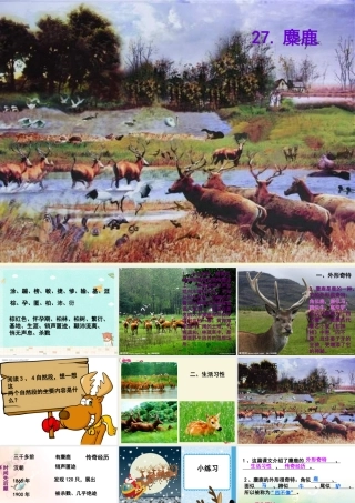 四年级语文下册 第7单元 27《麋鹿》课件5 语文S版-语文S版小学四年级下册语文课件