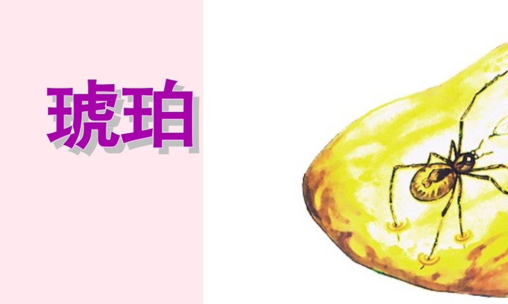 四年级语文上册 第五单元 24《琥珀》优质同步课件 冀教版-冀教版小学四年级上册语文课件