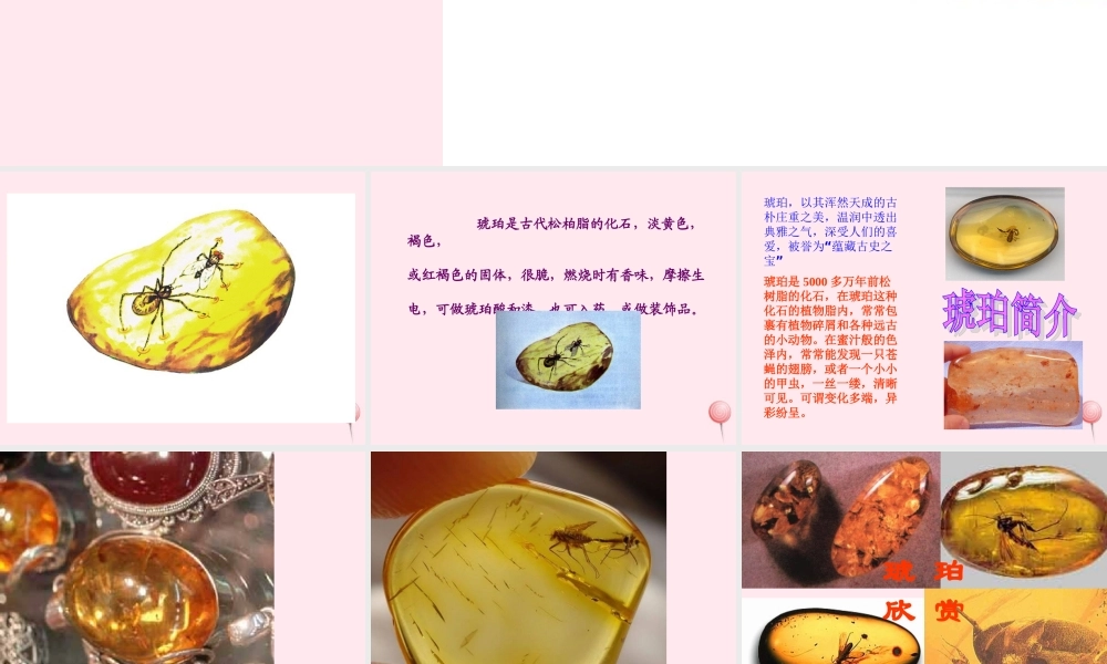 四年级语文上册 第五单元 24《琥珀》优质同步课件 冀教版-冀教版小学四年级上册语文课件