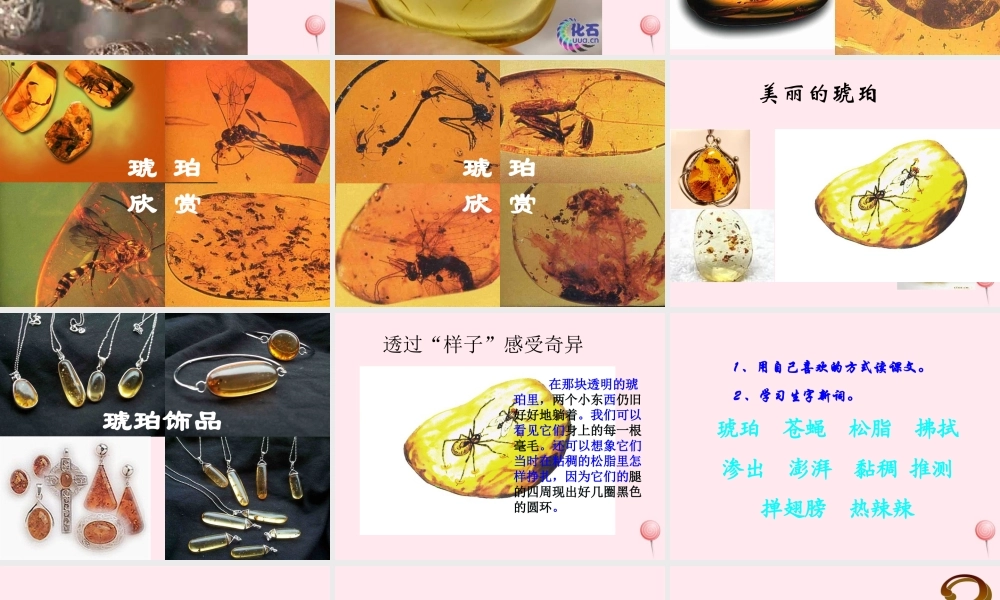 四年级语文上册 第五单元 24《琥珀》优质同步课件 冀教版-冀教版小学四年级上册语文课件