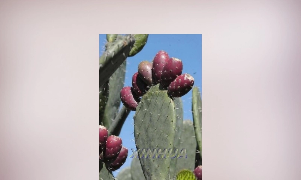 四年级语文上册《仙人掌王国》课件1 语文A版-语文A版小学四年级上册语文课件