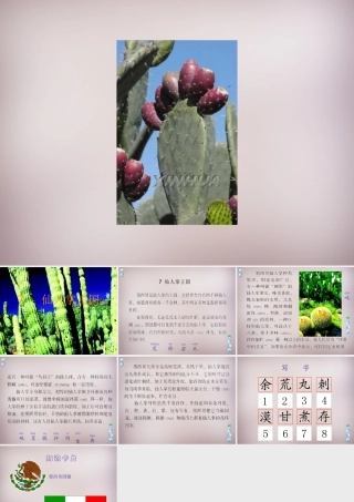 四年级语文上册《仙人掌王国》课件1 语文A版-语文A版小学四年级上册语文课件
