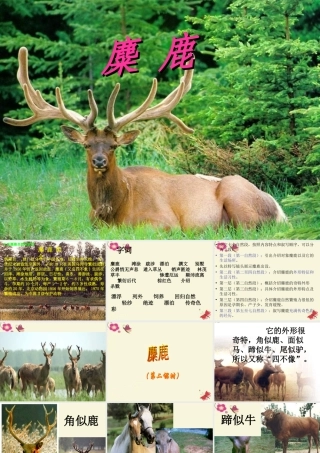 四年级语文下册 第7单元 27《麋鹿》课件6 语文S版-语文S版小学四年级下册语文课件