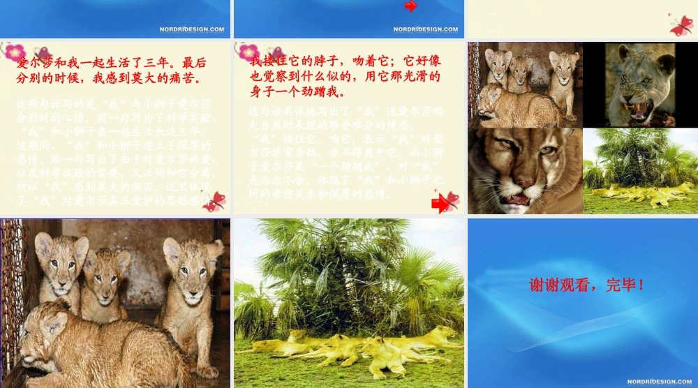 四年级语文下册 第7单元 28《小狮子爱尔莎》课件1 语文S版-语文S版小学四年级下册语文课件