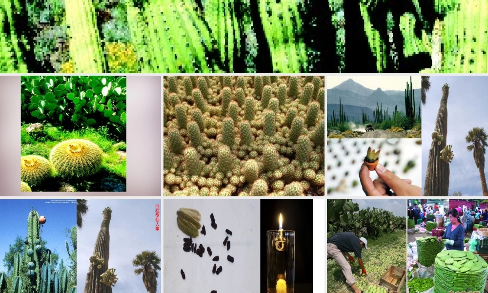 四年级语文上册《仙人掌王国》课件2 语文A版-语文A版小学四年级上册语文课件