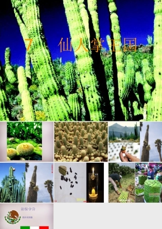 四年级语文上册《仙人掌王国》课件2 语文A版-语文A版小学四年级上册语文课件