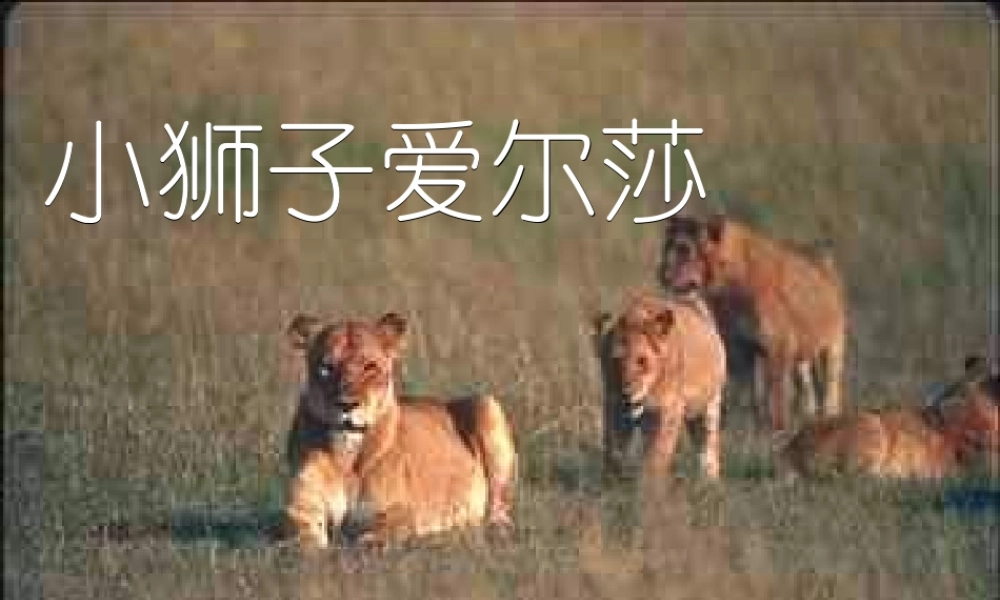 四年级语文下册 第7单元 28《小狮子爱尔莎》课件2 语文S版-语文S版小学四年级下册语文课件