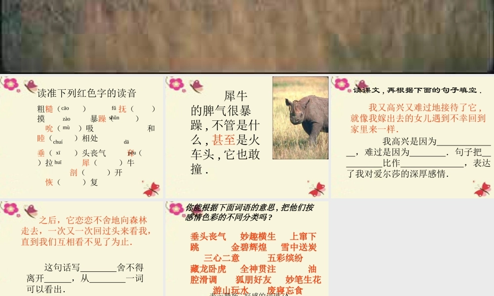 四年级语文下册 第7单元 28《小狮子爱尔莎》课件2 语文S版-语文S版小学四年级下册语文课件